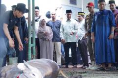 Bupati dan Wabup Saksikan Pemotongan Hewan Kurban Presiden RI dan Pemda Kampar di Islamic Centre Ban